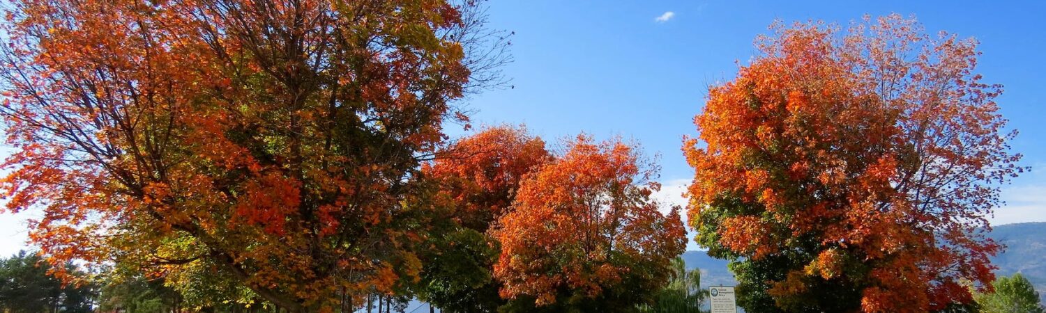 red leaf trees in the park