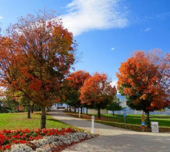 red leaf trees in the park