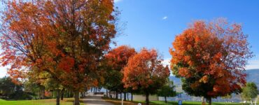 red leaf trees in the park