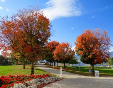 red leaf trees in the park