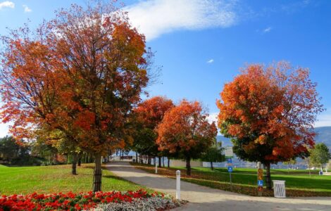 red leaf trees in the park